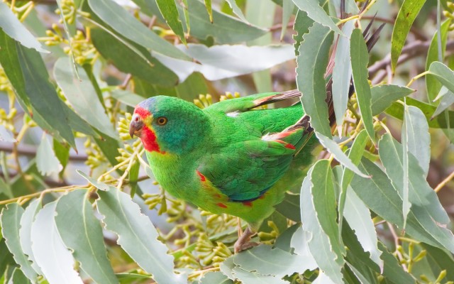 Protecting our Native Birds