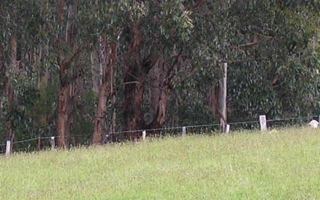 Grazing Land Management