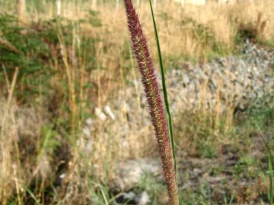 African Feather Grass