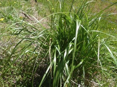 African Feather Grass