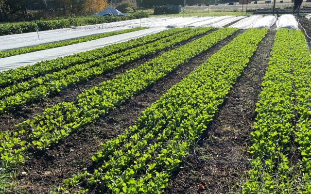 Community garden, Geeveston